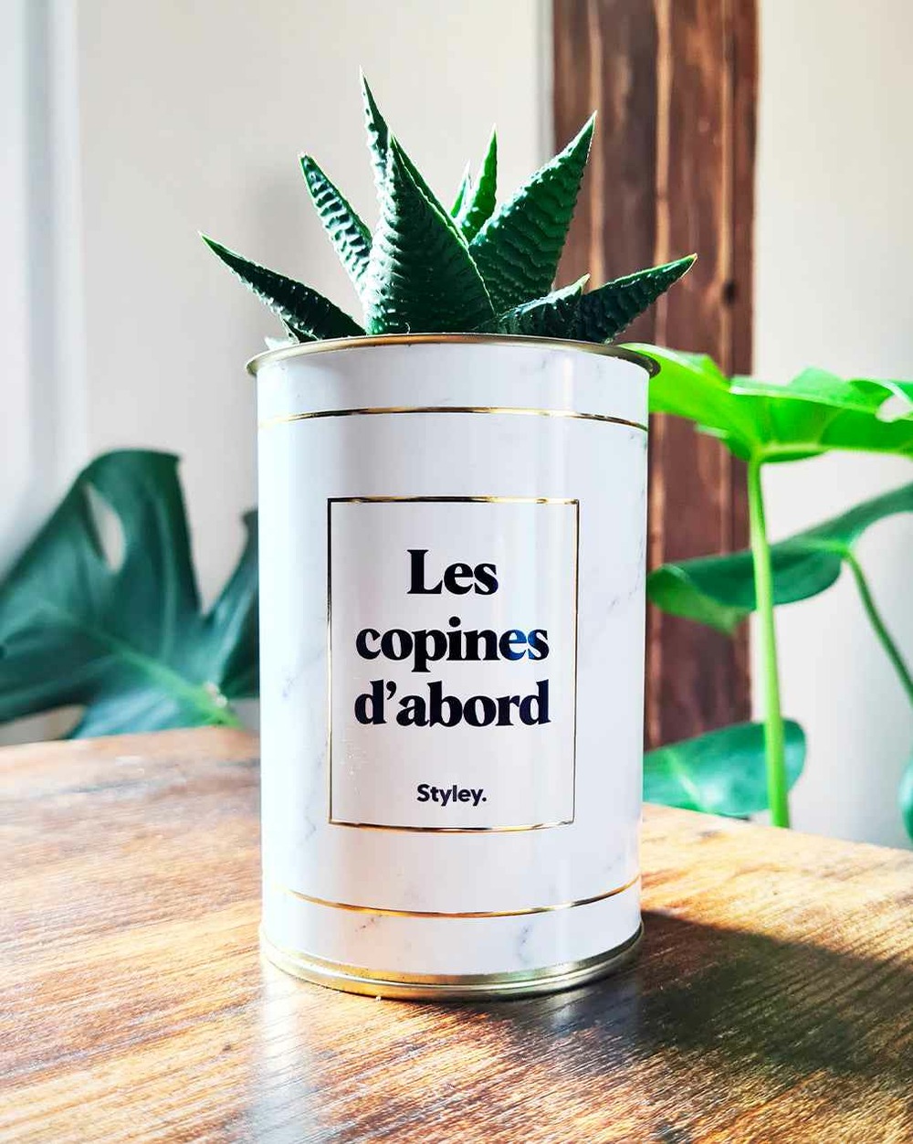 Plante drôle - les copines d'abord - plante grasse