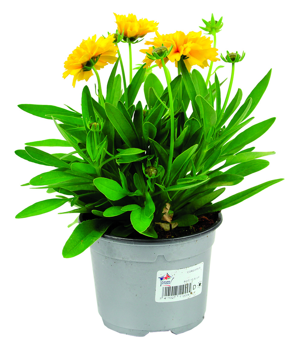 Coreopsis pot 10,5 cm