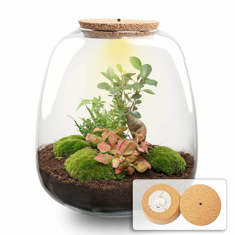 Planten terrarium - emma - diy kit - bonsai rouge