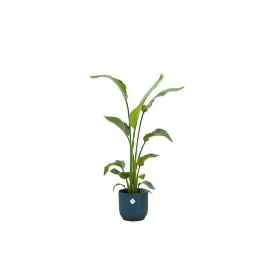 Strelitzia nicolai 120 cm et son pot bleu 22cm - hauteur 120cm