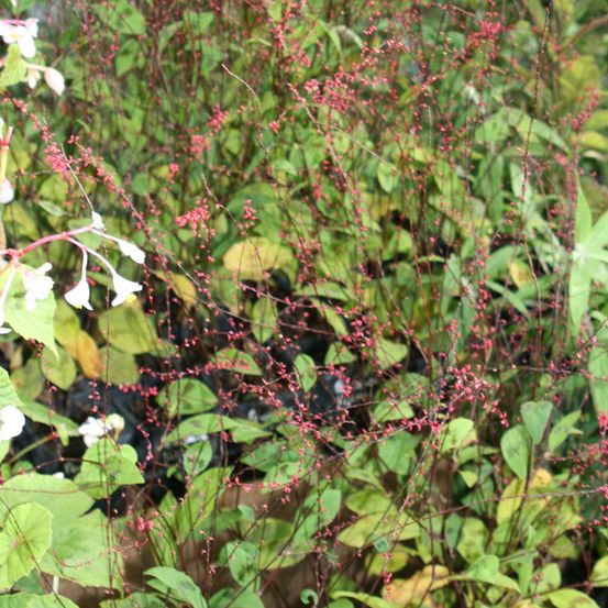 Persicaire, renouée 'filiformis' godet de 8/9 cm