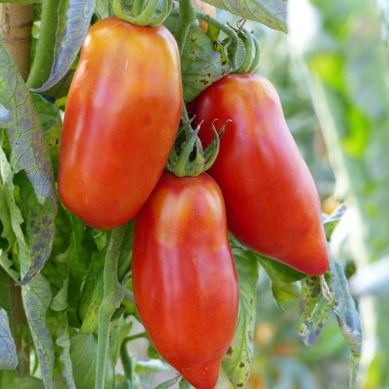 Tomate cornue des andes marque promesse de fleurs
