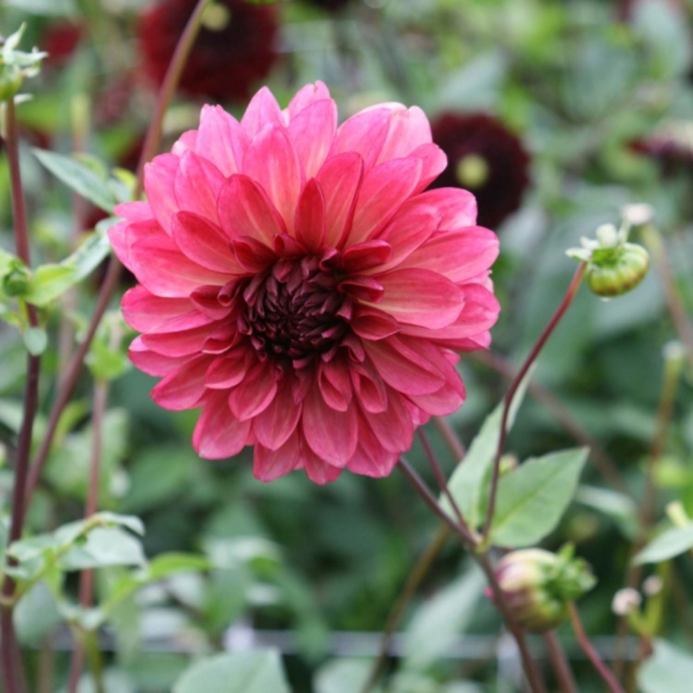 Dahlia décoratif 'baccardi' bulbe calibre i