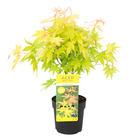 Acer palmatum 'orange dream' - érable du japon - arbuste - rustique - ⌀13 cm - ↕30-35 cm