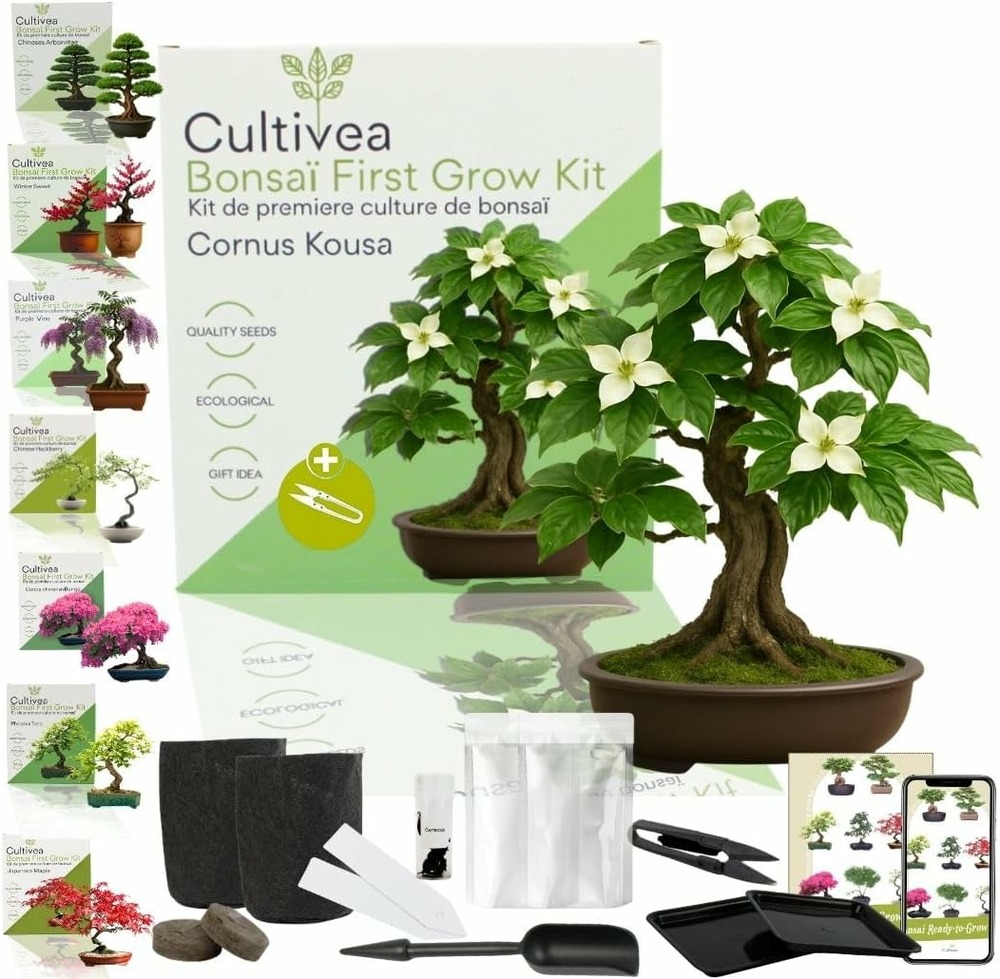 Kit First Bonsai Cornus Kousa avec accessoires | Idée Cadeau Jardinage