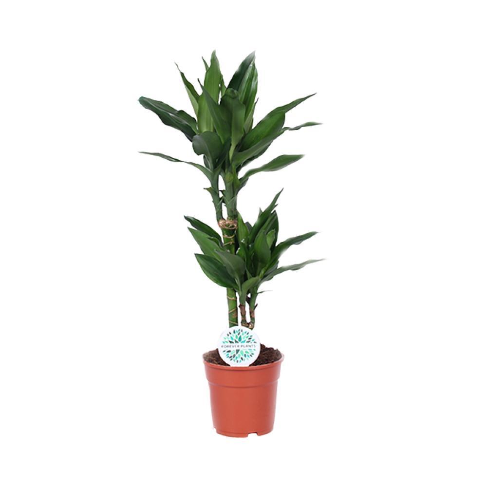 Plante d'intérieur - dracaena 'janet lind' 70.0cm