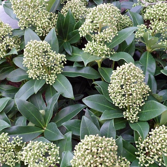 Skimmia du japon 'fragrant cloud' pot de 2l/3l