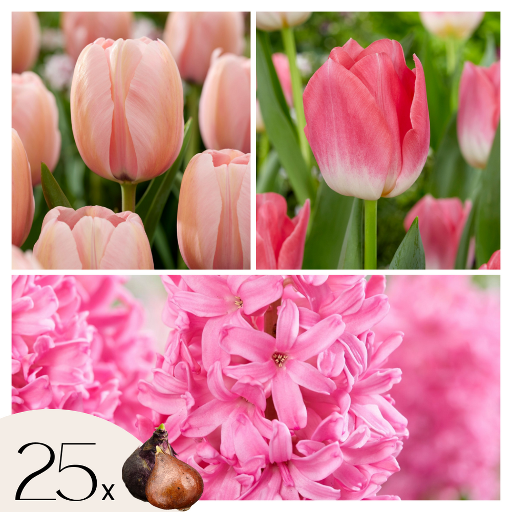 Mélange de bulbes pour le jardin - set de 25 - tulipa, hyacinthus