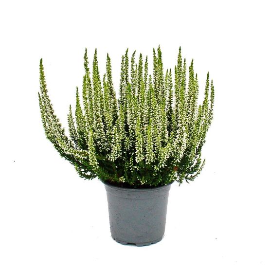Calluna vulgaris - set de 3 plantes - bruyère à balai - plante de terre de bruyère - rustique - pot de 11cm - blanc