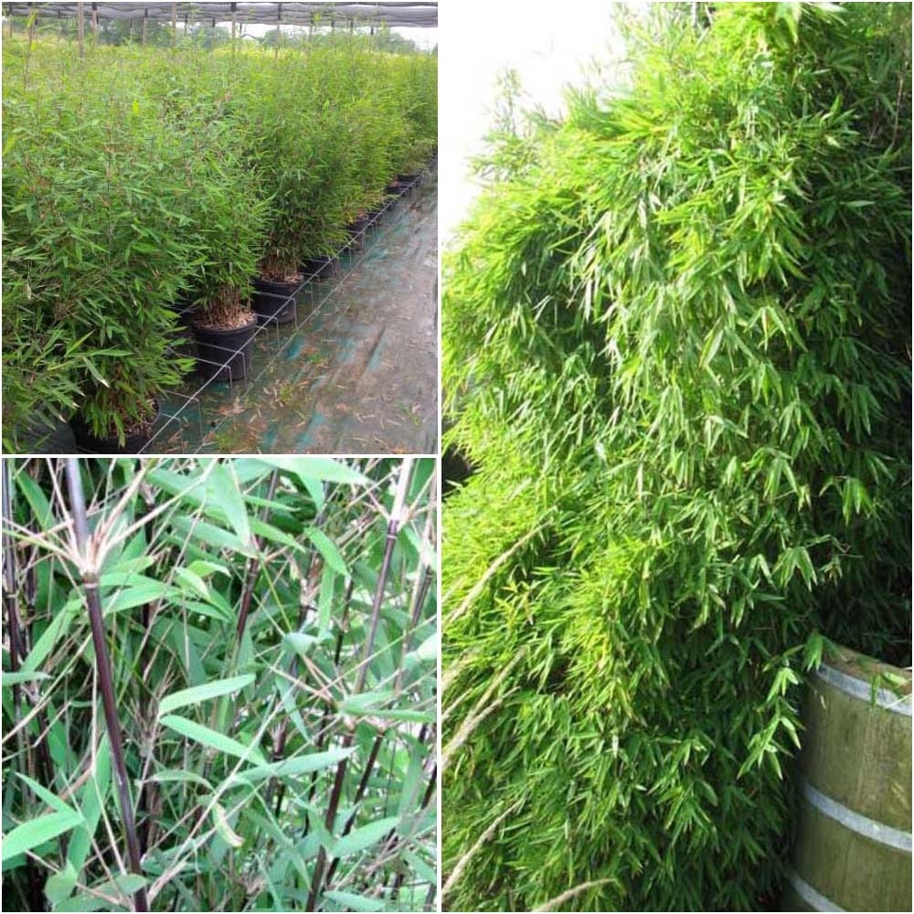 Bambou non traçant 'black pearl' pot de 4l/5l