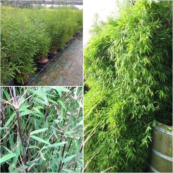 Bambou non traçant 'black pearl' pot de 4l/5l