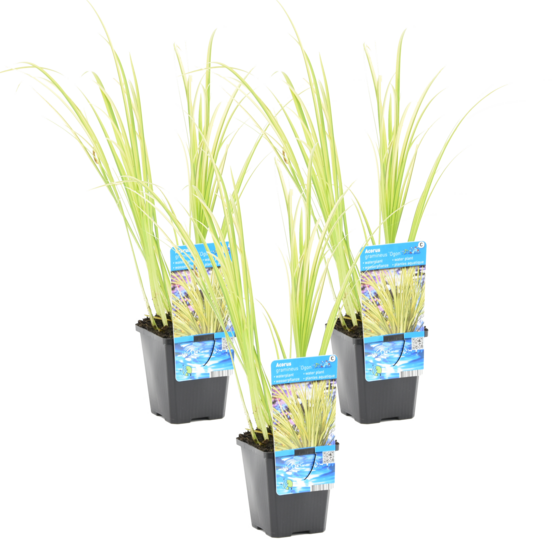 Lot de 3 - acorus ogon - acore nain - plantes de bassin - 10-20 cm de haut - pot 9 cm