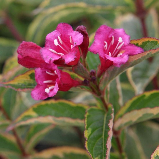 Weigela florida 'brigela' pot de 2l/3l