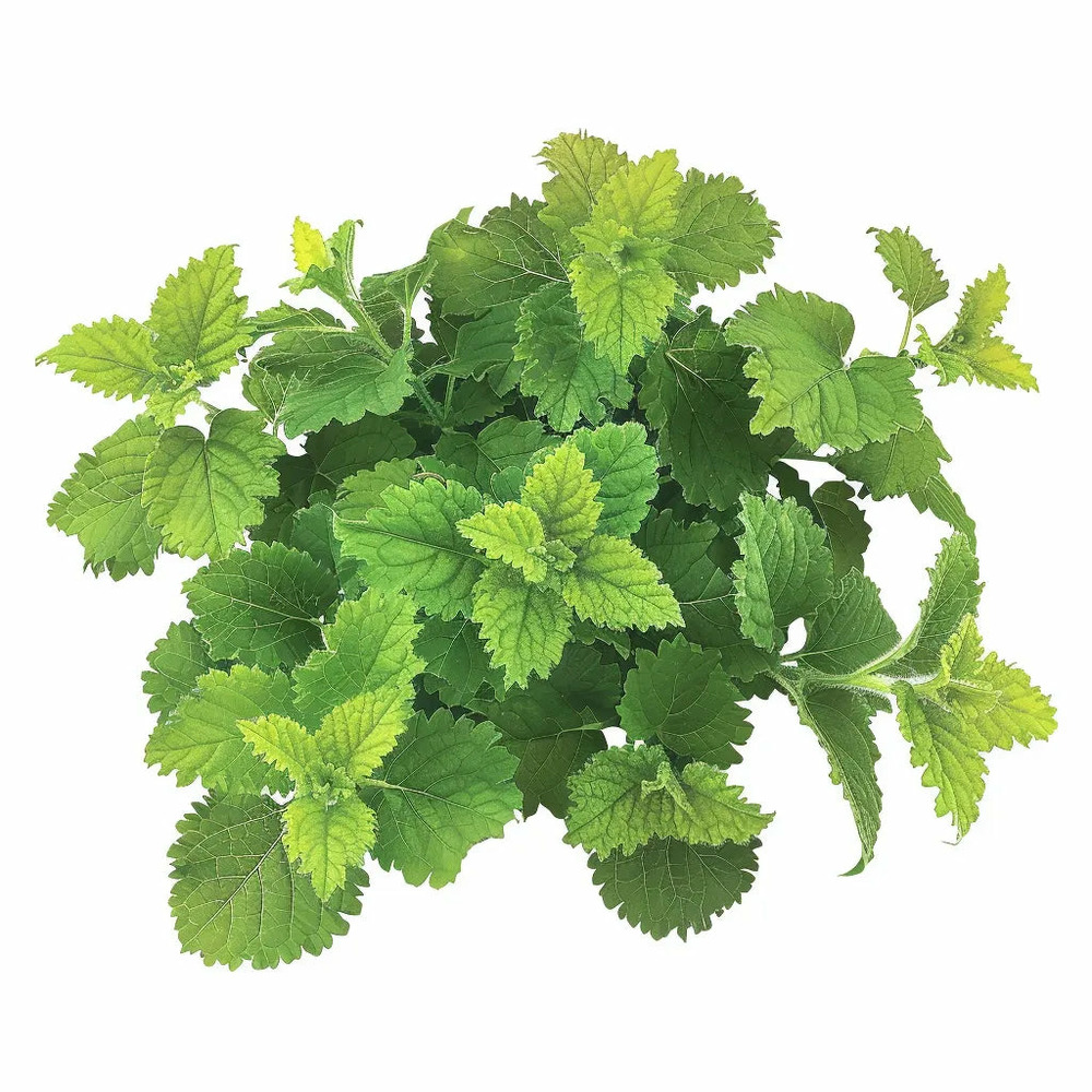 60 graines de mélisse officinale - semisauvage permaculture