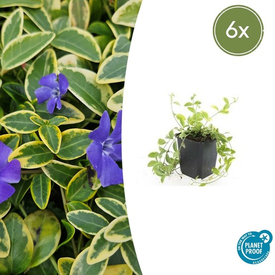 Petite pervenche 'aureovariegata' x6 – entre 0,38 et 0,5m2