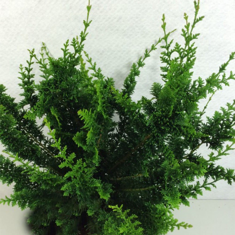 Cyprès sawara 'teddy bear' pot de 4l/5l