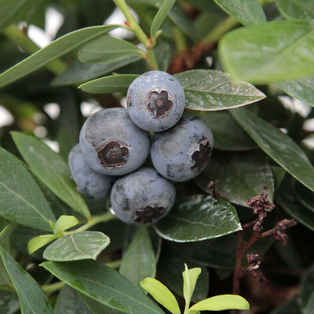 Myrtillier d'amérique patriot bio pot de 1,5l/2l, buisson