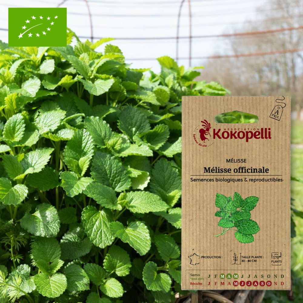 Graines bio à semer - mélisse officinale