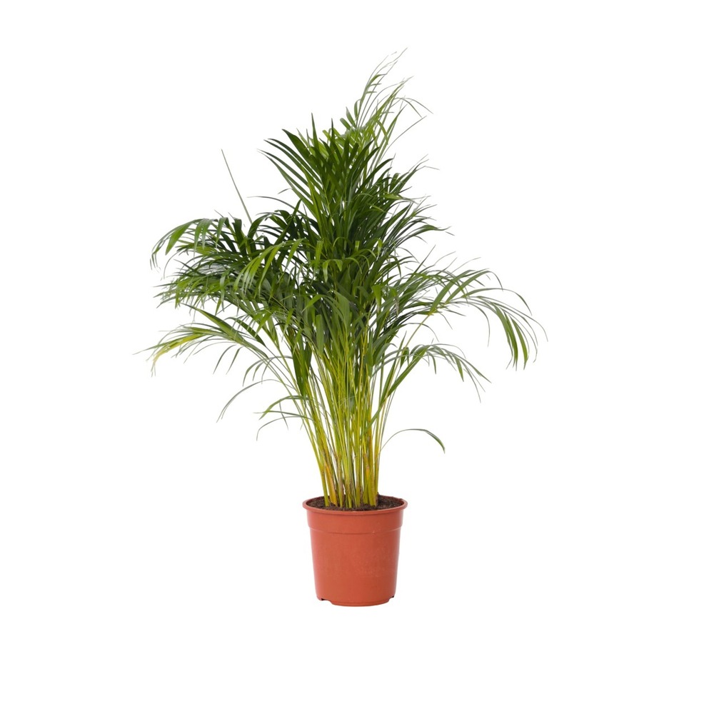 Palmier areca - dypsis lutescens - hauteur 140-150cm - ⌀27cm