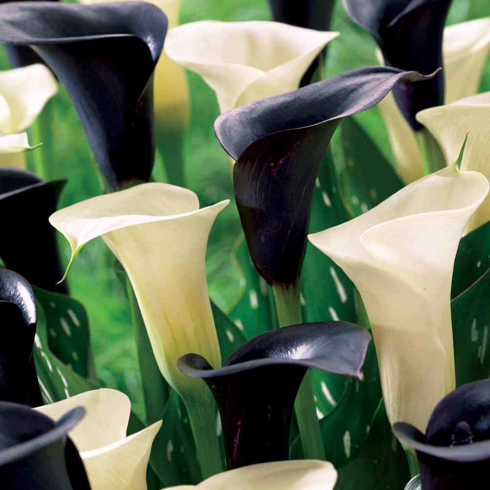 4 callas blancs snowstar et noirs cantor en mélange - le sachet de 4 bulbes / circonférence 12-14cm, vendu par lot de 4