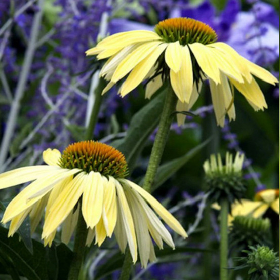 Échinacée sunrise® lot de 9 godets