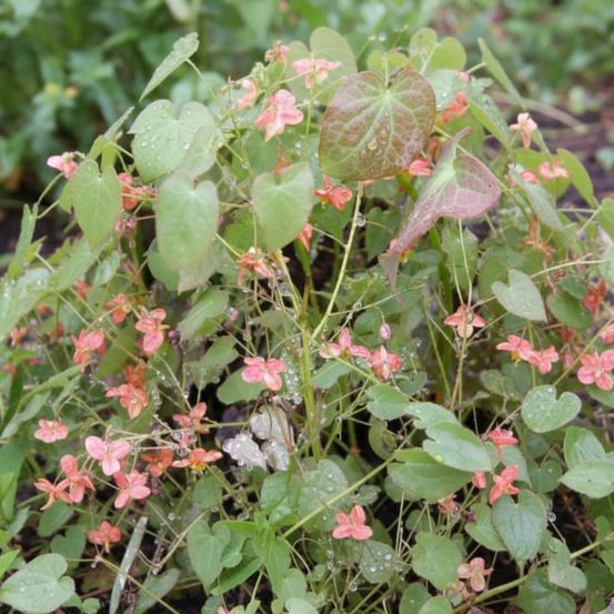 Fleur des elfes orangekönigin, epimedium lot de 5 godets