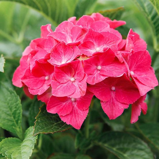 Hortensia 'alpenglühen' pot de 7,5l/10l