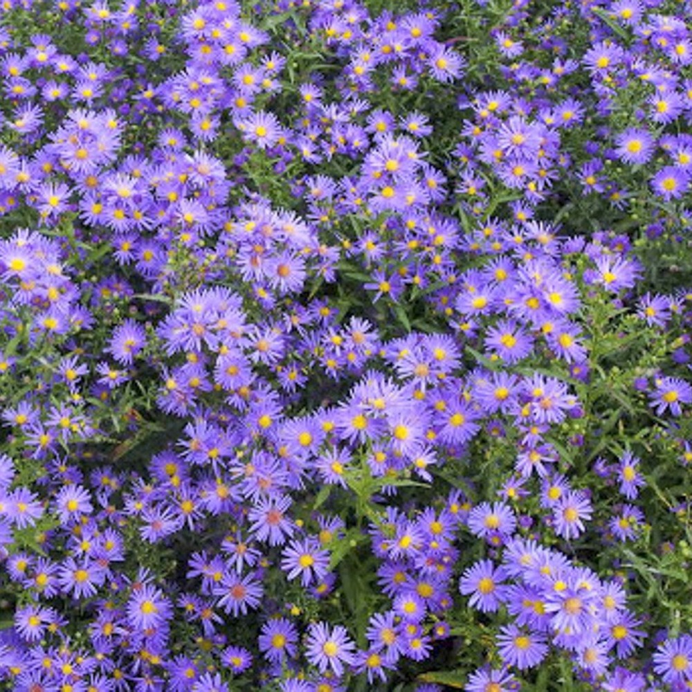 Aster ericoïdes 'blue wonder' godet de 8/9 cm