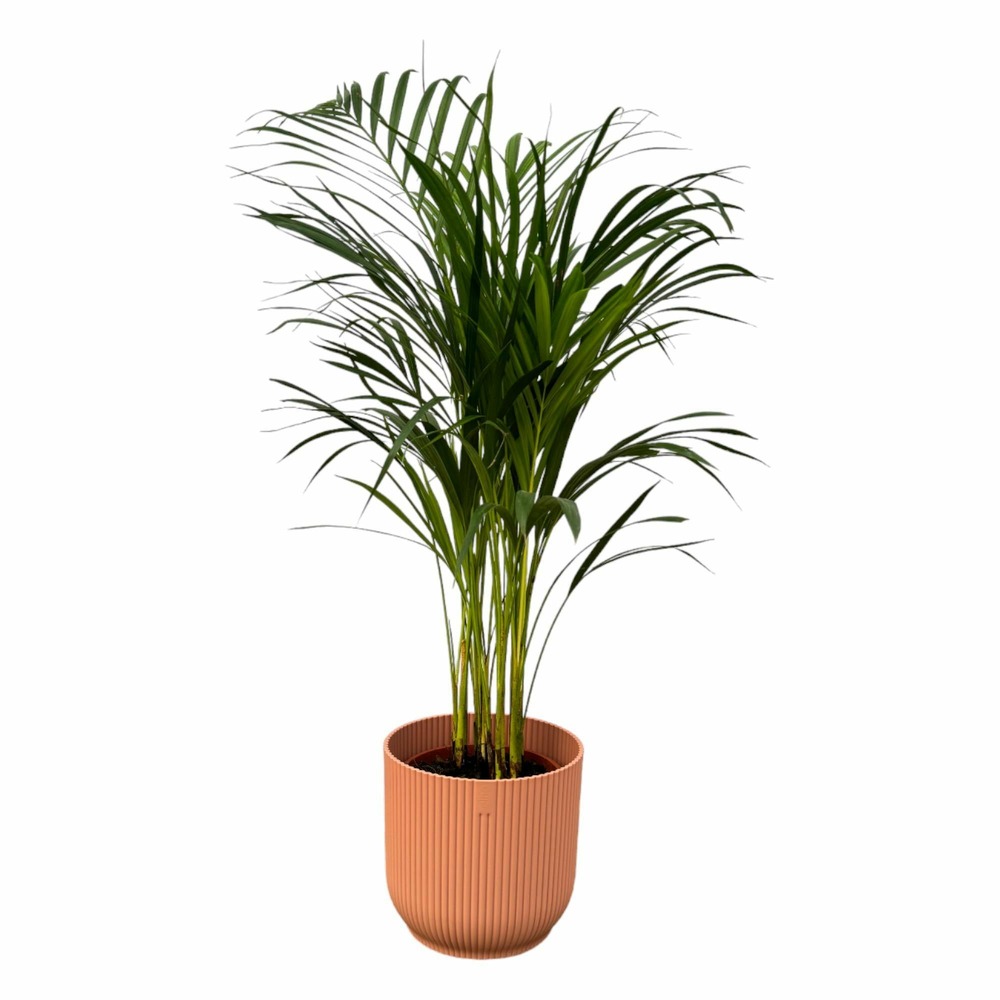 Grand palmier areca et son pot - hauteur 85cm