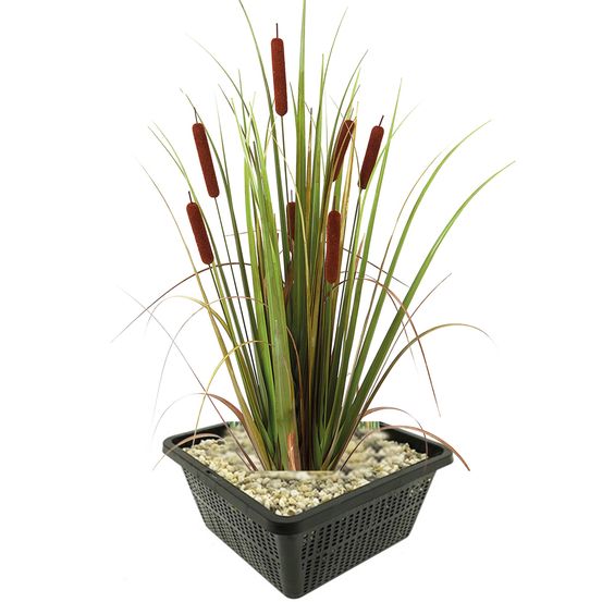 Lisdodde typha latifolia vijverplant - 4 planten compleetset met mand & substraat