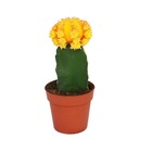Gymnocalycium mihanovichii - cactus fraise - orange - pot de 8,5 cm