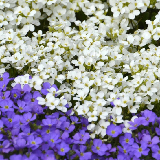 Graines d'aubriete variées - vilmorin sachet