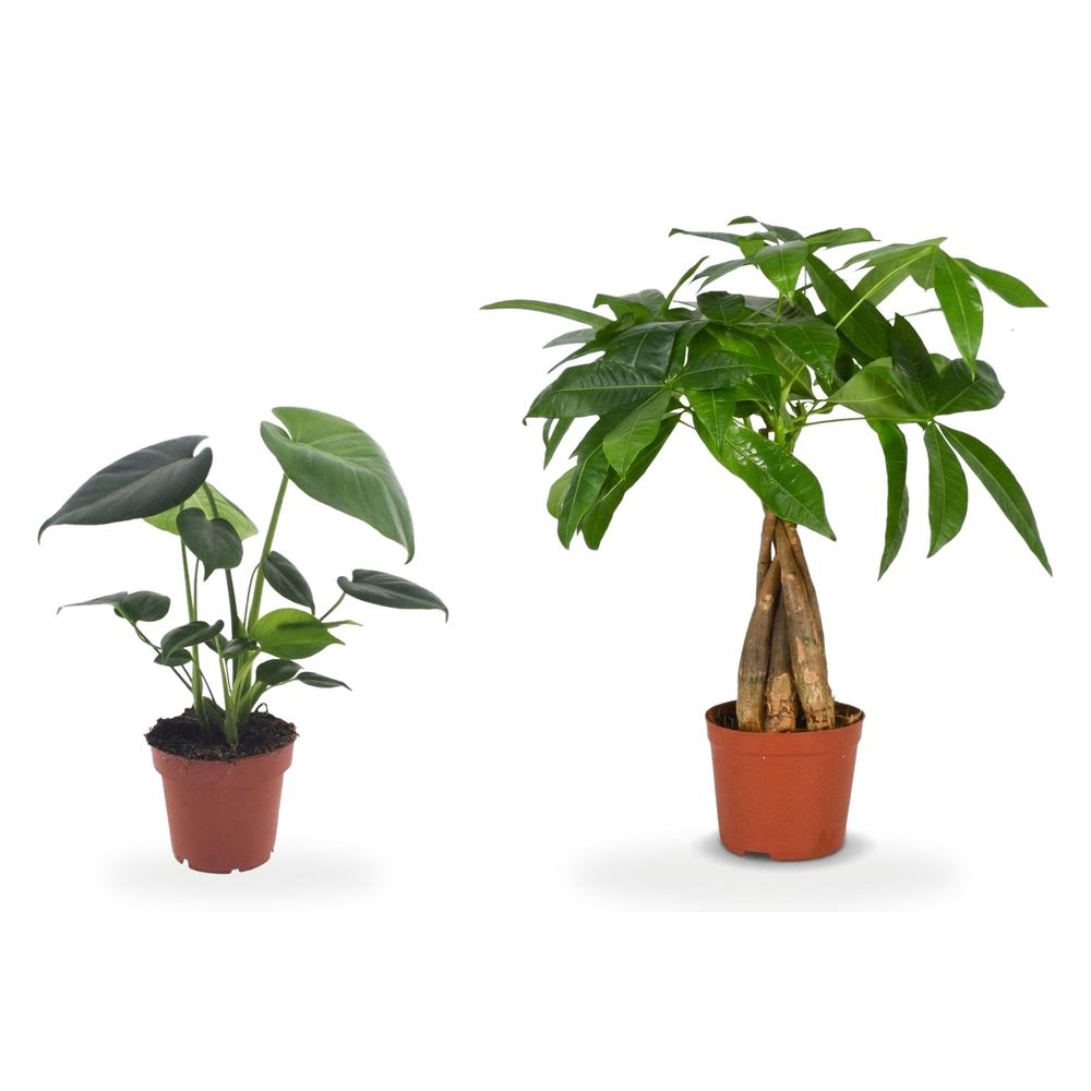 Duo crémaillère — pachira aquatica & monstera deliciosa