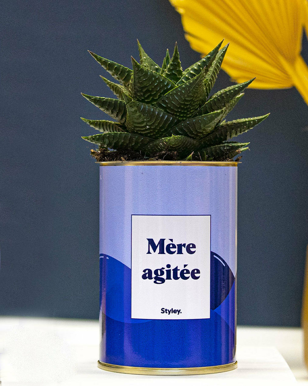 Plante personnalisée - mère agitée - cactus