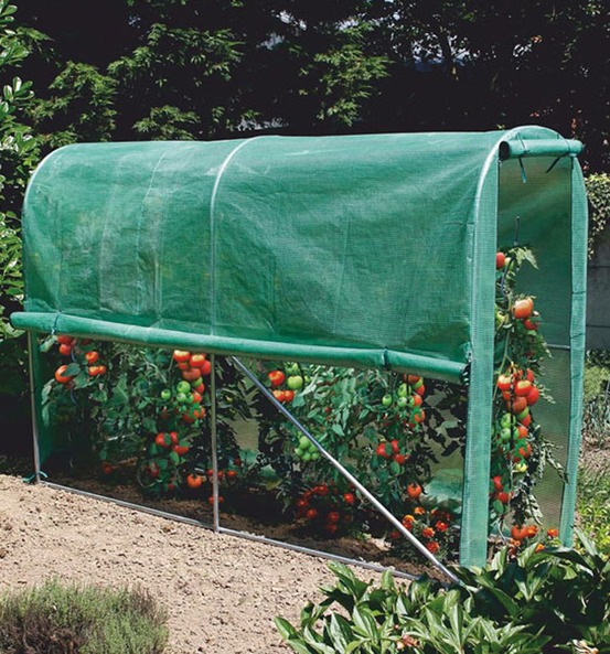 Tomato greenhouse - serre tunnel
