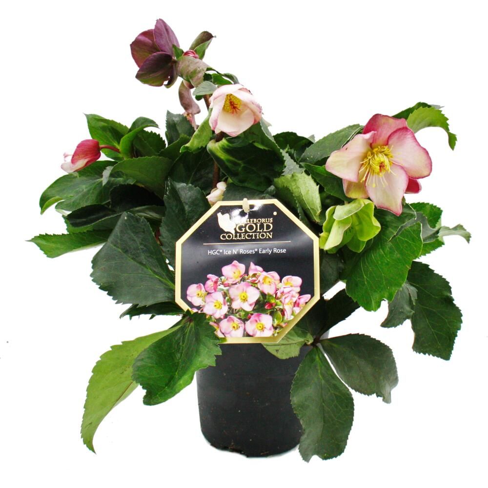Early rose - rose