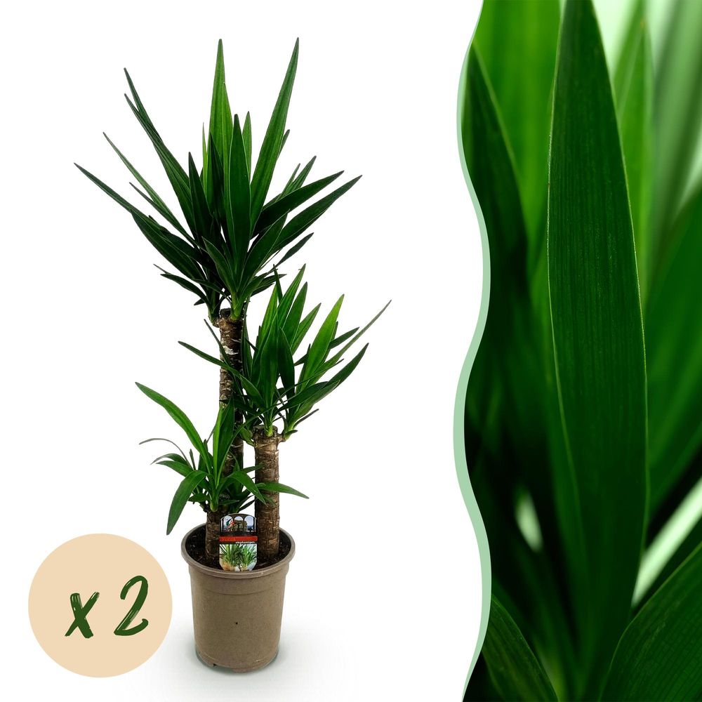 Yucca elephantipes - yucca - pot de 21cm - hauteur 100cm - plantes d'intérieur