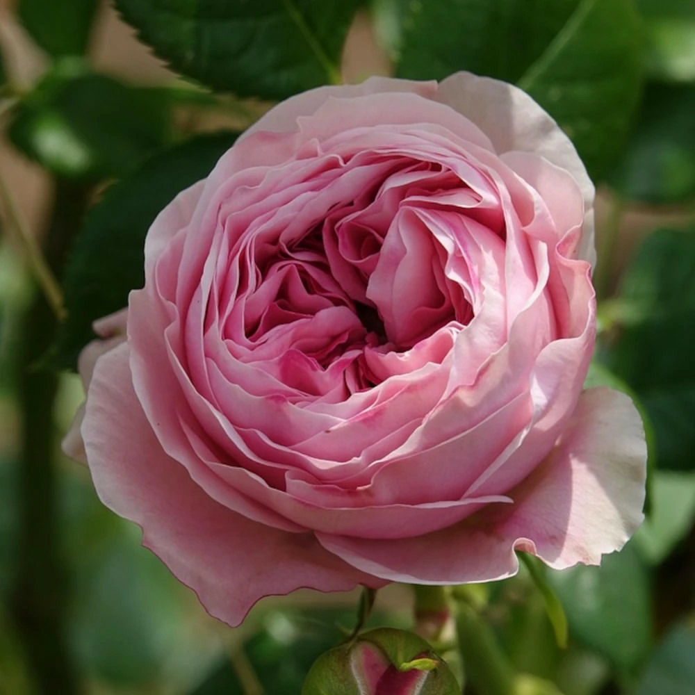 Rosier grimpant kiss me kate 'kornagelio' pot de 5l