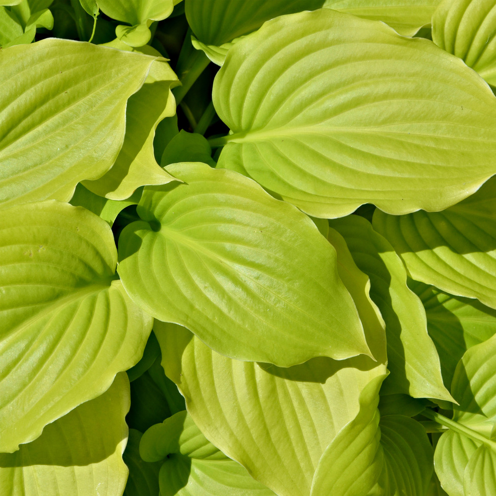 Hosta 'august moon' pot de 2l/3l