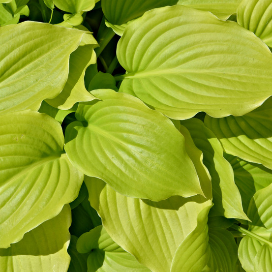 Hosta 'august moon' pot de 2l/3l