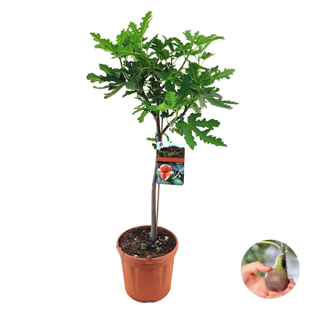 Ficus carica ‘brown turkey’ - figuier - arbre fruitier - hauteur 80-100 cm - pot 21 cm