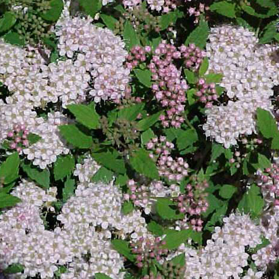 2 x spirée japonaise 'little princess' - spiraea japonica 'little princess' - 20-25 cm pot