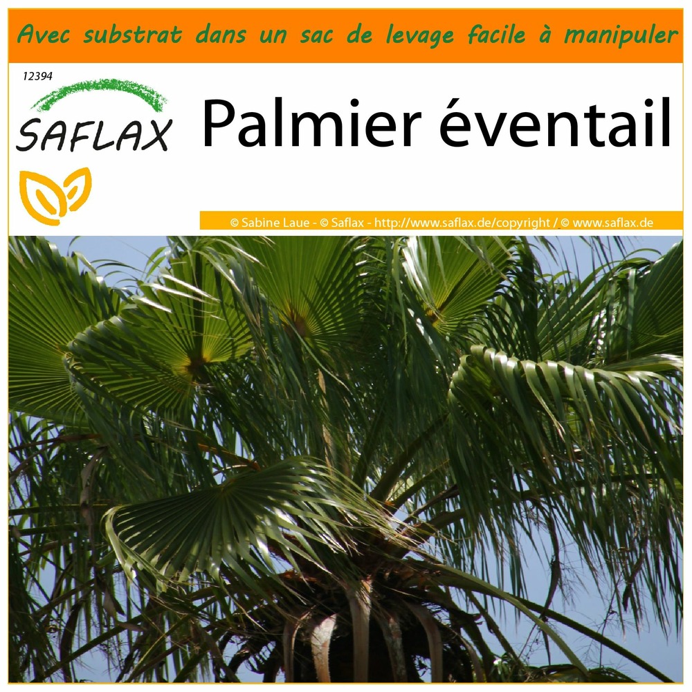 Garden in the bag - palmier éventail - 12 graines - washingtonia robusta