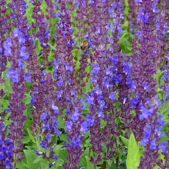 Sauge nemorosa 'blaukönigin' godet de 8/9 cm