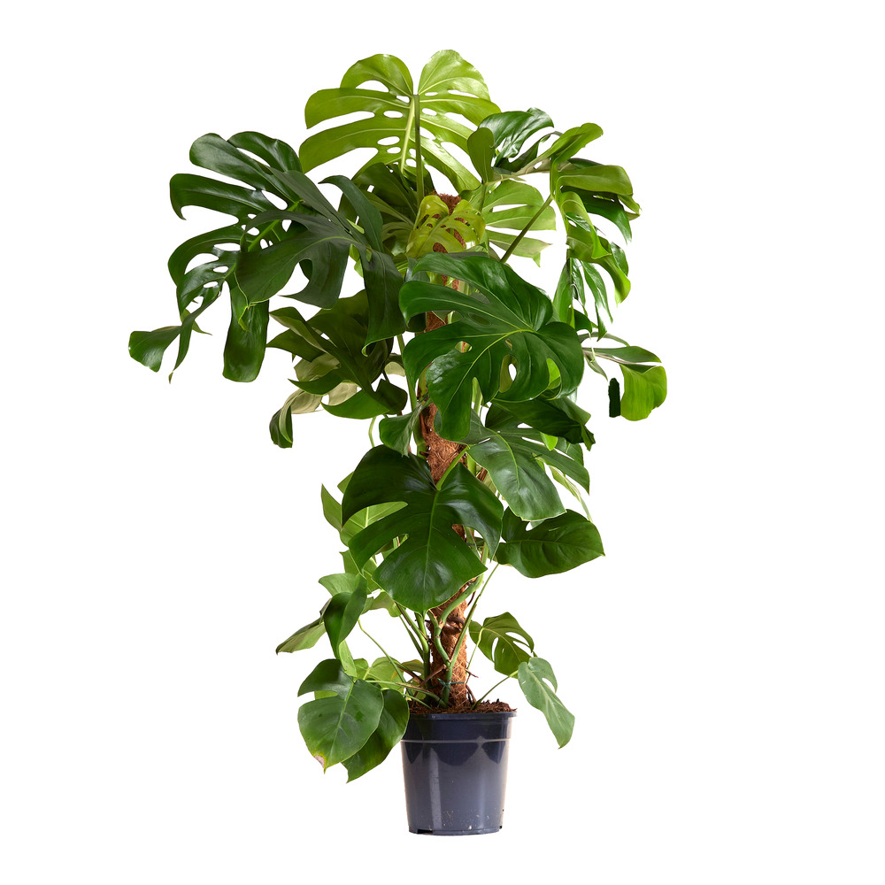 Monstera deliciosa avec tuteur mousse - xxl - 120-140 cm - pot 24 cm
