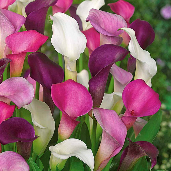 3 callas blanc, pourpre, rose en mélange - le sachet de 3 bulbes / circonférence 14-16cm