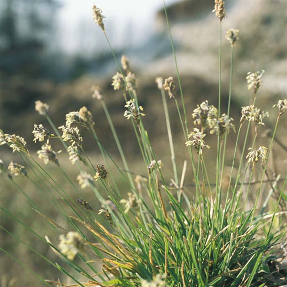 Sesleria caerula godet de 8/9 cm