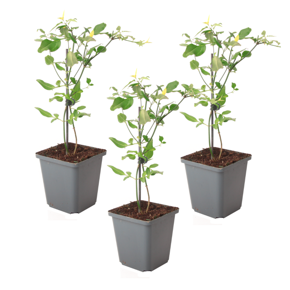 Jasmin étoilé - set de 3 - jasminum 'summer scent' - hauteur 25-40cm - ⌀9cm