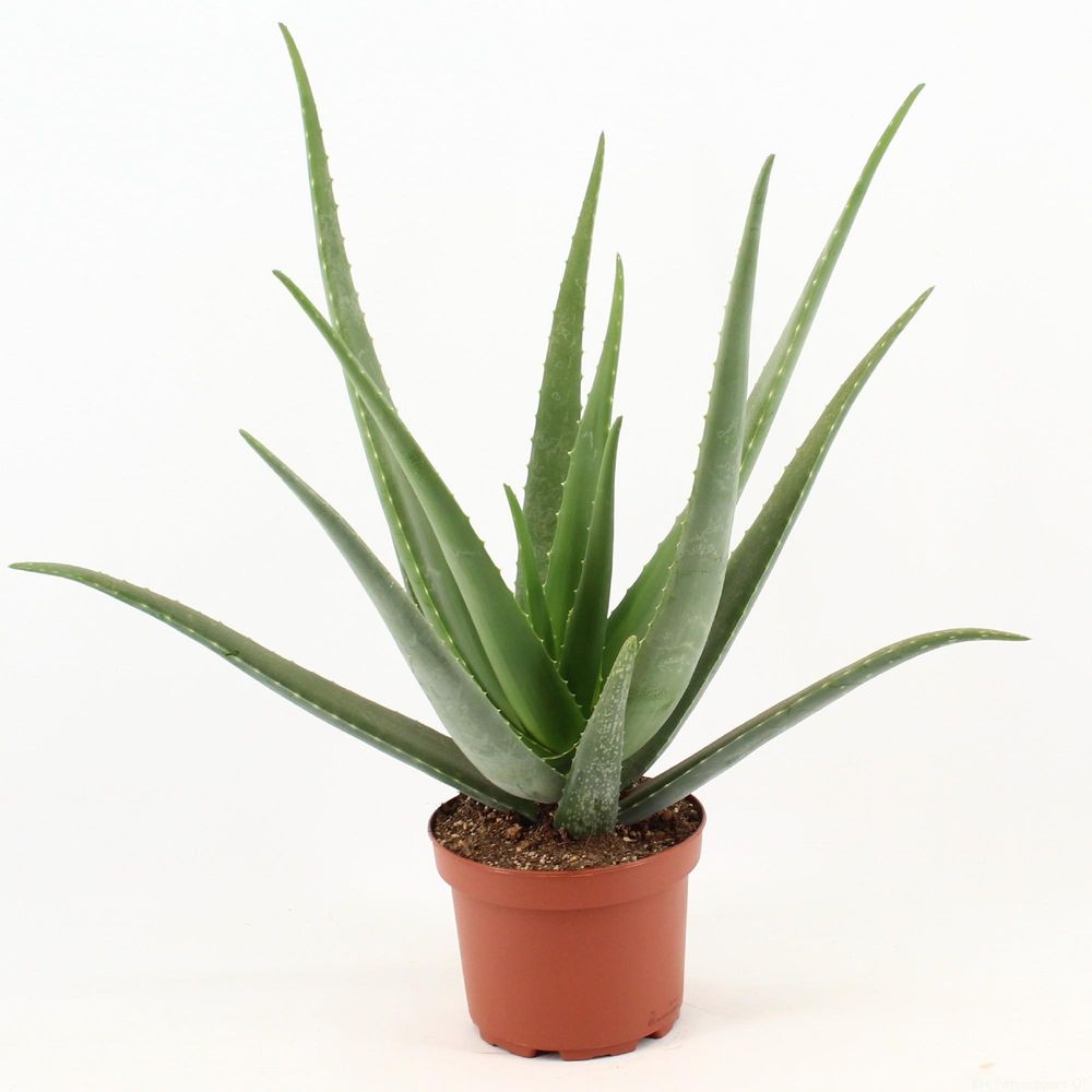 Aloe vera - ø19cm - ↕70cm - plantes d'intérieur