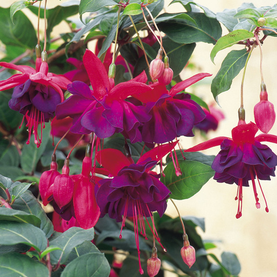 Fuchsia 'voodoo' mini-motte ø 3/4 cm, plant vert de 5 à 10 cm de haut (par 5)